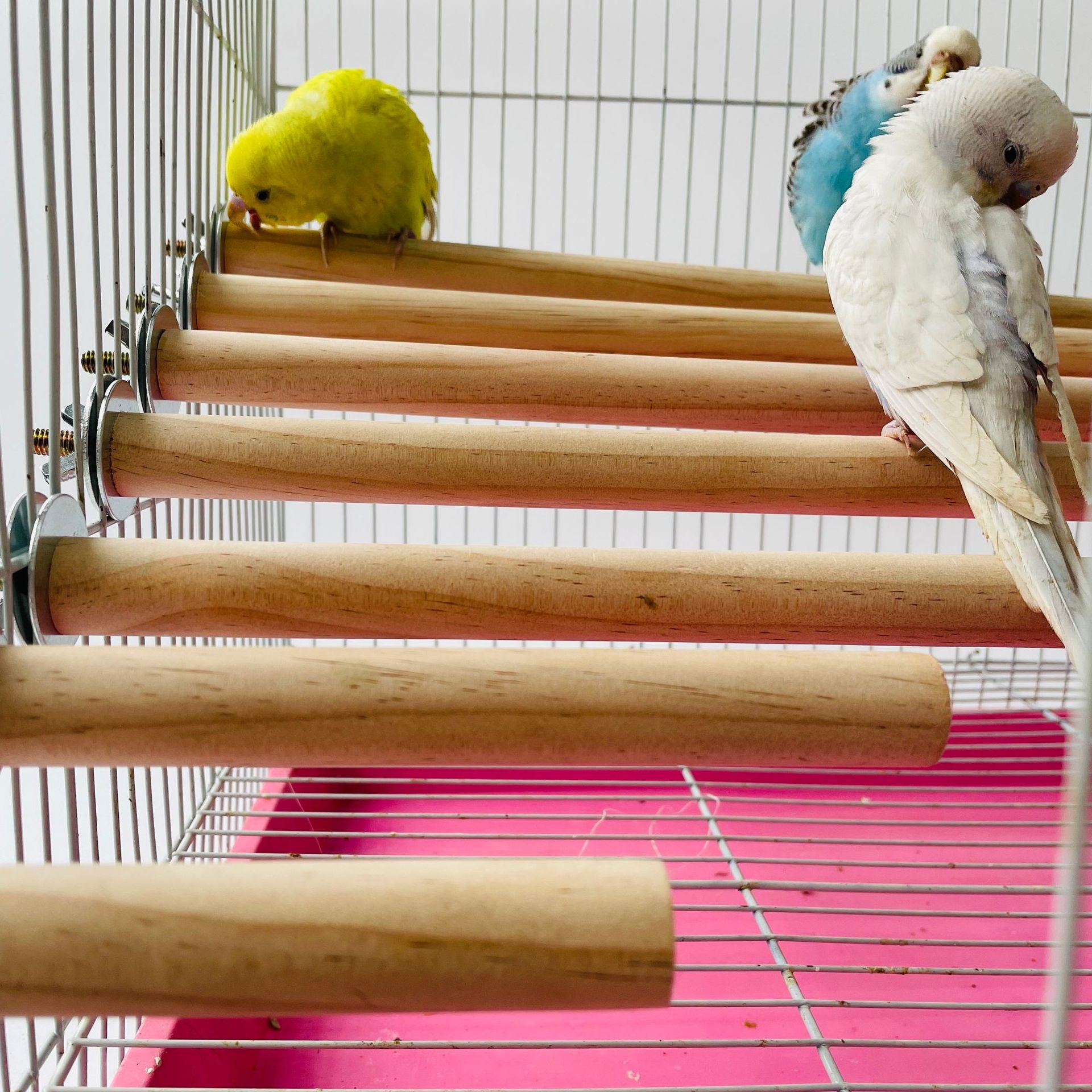 1/2ps オウムペット用生木製ハンギングスタンドラックおも - Pet X Supplies & Tack Howell Photos のレビューと価格