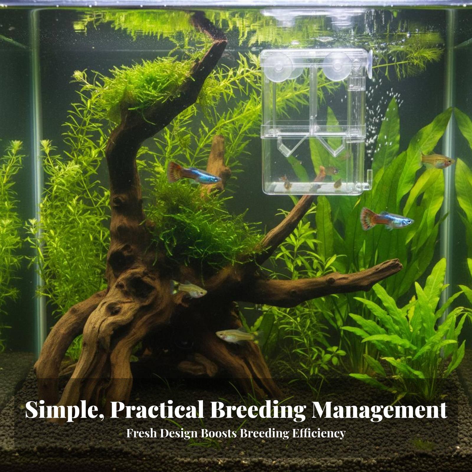 二層水槽飼育タンク稚魚隔離分離器透明孵化箱水槽用品用 - Aquarium Fish Tank のレビューと価格